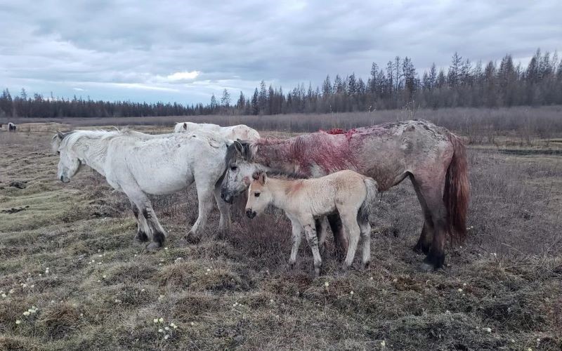Домашние животные после нападения хищников в Якутии