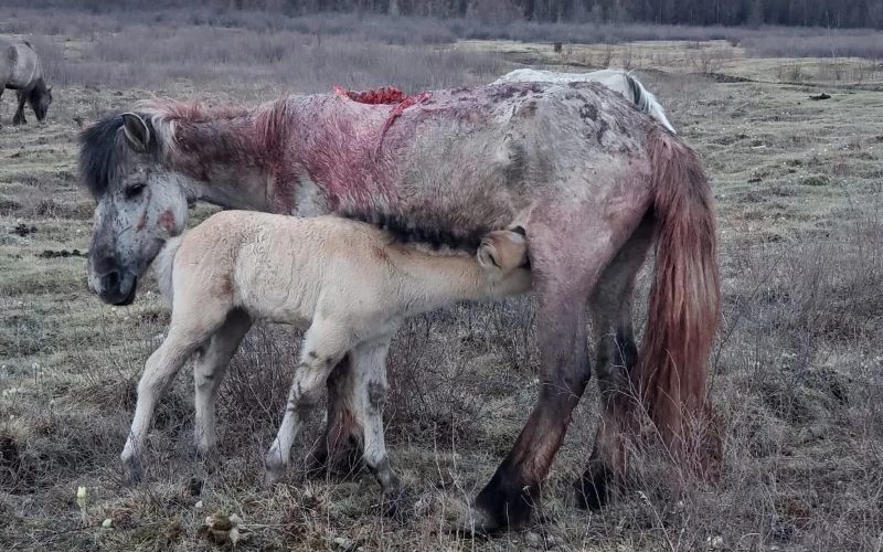 Домашние животные, пострадавшие от нападения хищников в Якутии