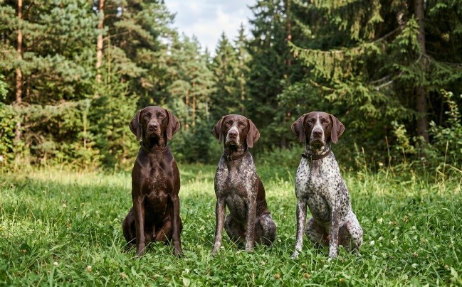 3 собаки