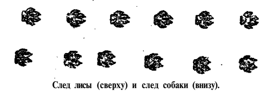 След лисы и след собаки