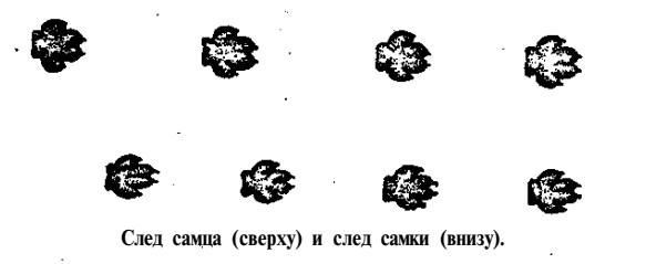 След самца и след самки