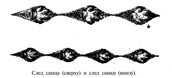 След самца и след самки